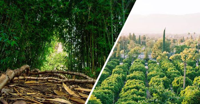 Bamboo path photo by MarLouie Miller. Prospect Park photo by Kalie Stier.