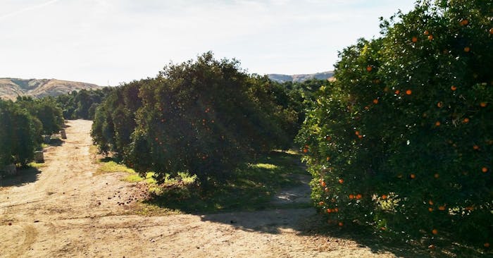 Redlands Orange Grove