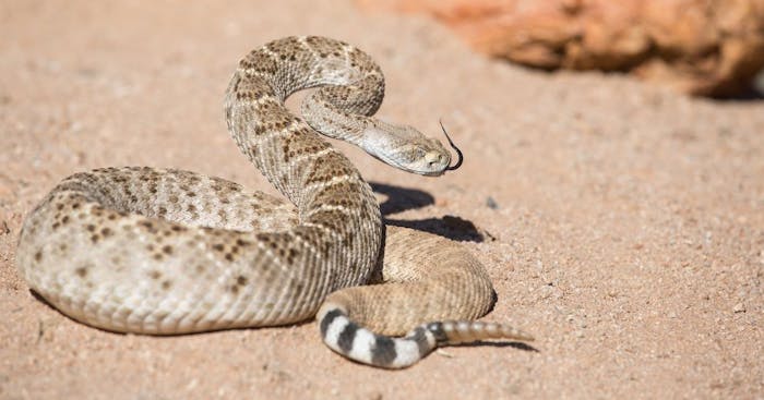 rattlesnake