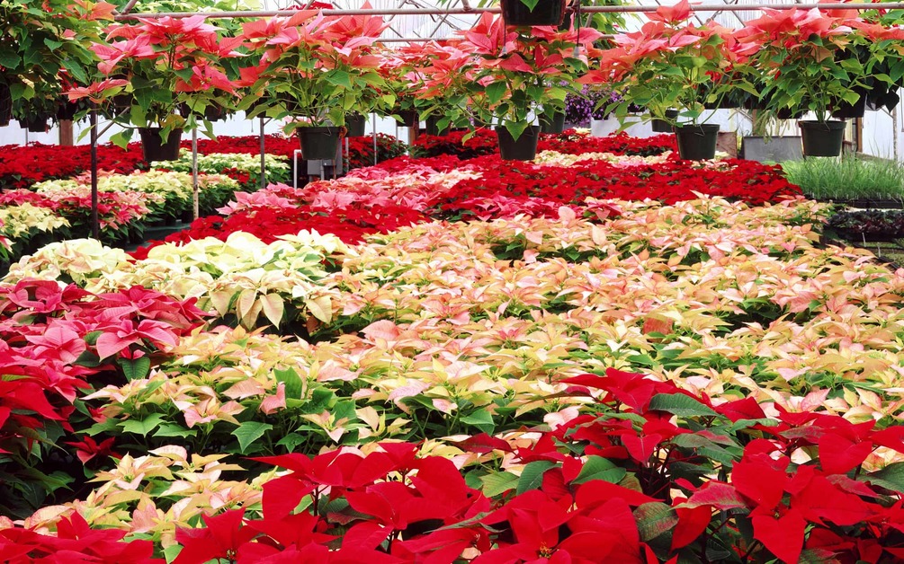 Fb_resized-steve-terrill_poinsettia_521912382-scaled